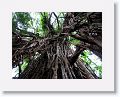 Looking up into Cathedral Fig Tree.