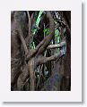 Cathedral Fig Tree.
