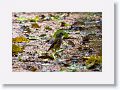 Grey-headed Robin.