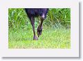 Southern Cassowary, Etty Bay.