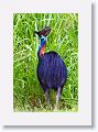 Southern Cassowary, Etty Bay.