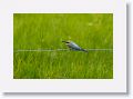 Rainbow Bee-eater.