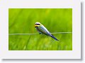 Rainbow Bee-eater.
