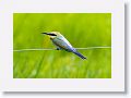 Rainbow Bee-eater.