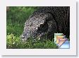 komodo * (478 Slides)