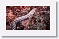 Sharptail Eel.