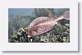 Honeycomb Cowfish.