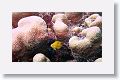 Longfin Damselfish.