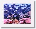 Surgeonfish.