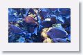 Surgeonfish.