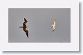 Magnificant Frigatebird chasing a Royal Tern to steal the fish from its beak.