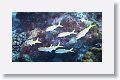 Goatfish.