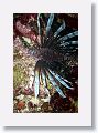 Lionfish.