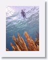 Pat snorkeling.