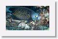 French Angelfish.