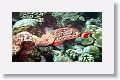 Stoplight Parrotfish.