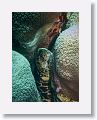 Chain Moray.
