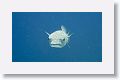 Porcupinefish.
