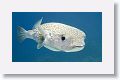 Porcupinefish.