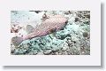Porcupinefish.