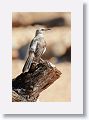 Tropical Mockingbird.