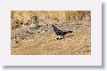 Hybrid Pigeon.