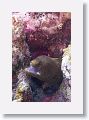 Goldentail Moray.