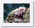 Scorpionfish.