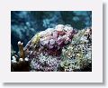 Scorpionfish.