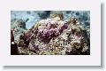 Scorpionfish.