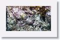 Scorpionfish.