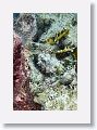 Scorpionfish.