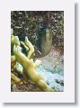 Goldentail Moray.
