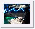 New England Aquarium
