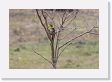 03-025 * Campo Flicker * Campo Flicker