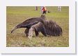 03-036 * Giant Anteater * Giant Anteater
