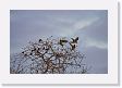 04-111 * Shiny Cowbirds and Peach-fronted Parakeets * Shiny Cowbirds and Peach-fronted Parakeets