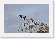 04-112 * Hyacinth Macaws * Hyacinth Macaws