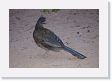 05-001 * Speckled Chachalaca * Speckled Chachalaca