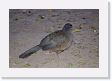 05-002 * Speckled Chachalaca * Speckled Chachalaca