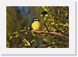05-012 * Lesser Kiskadee * Lesser Kiskadee
