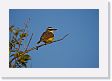 05-013 * Great Kiskadee * Great Kiskadee