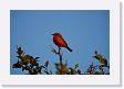 05-119 * Vermillion Flycatcher * Vermillion Flycatcher
