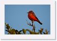 05-121 * Vermillion Flycatcher * Vermillion Flycatcher
