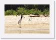 08-045 * Jabiru Storks * Jabiru Storks