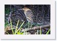 09-016 * Immature Rufescent Tiger-heron * Immature Rufescent Tiger-heron