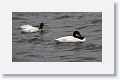 Black-necked Swans