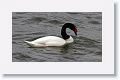 Black-necked Swan