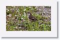 Bar-winged Cinclode