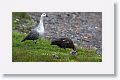 Upland Geese